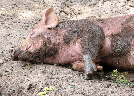 Sleeping Muddy pig